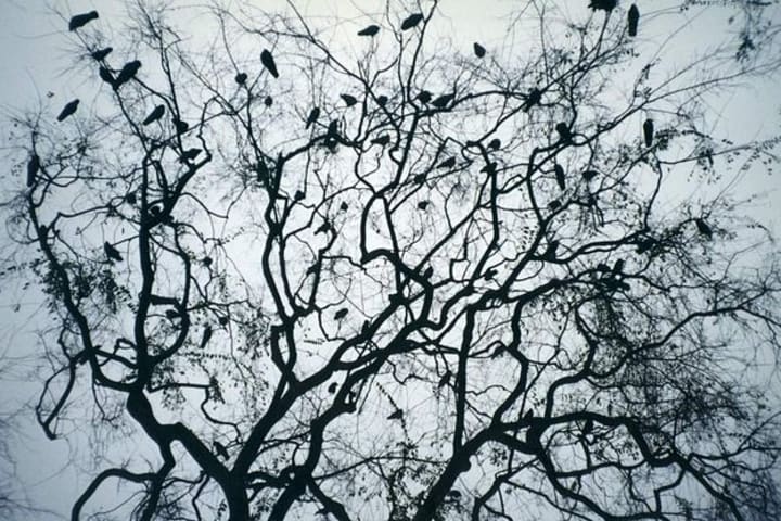 A spooky flock of crows roosting in a tree.