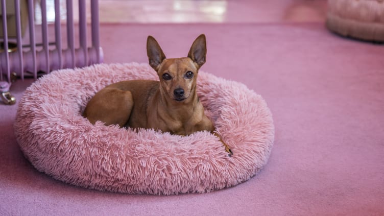 Why Do Dogs Scratch Their Beds