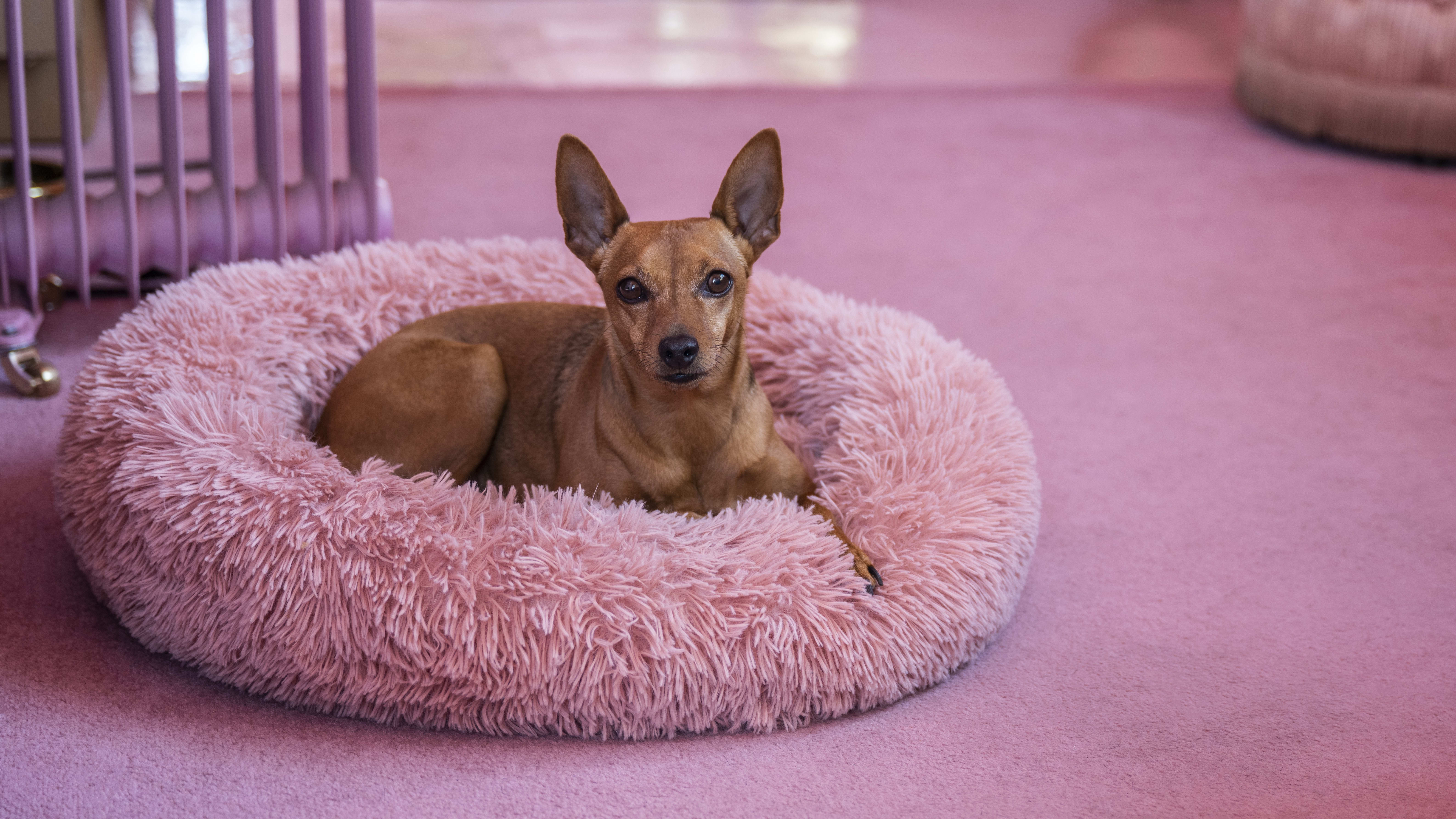 Why do dogs scratch the bed before lying down new arrivals