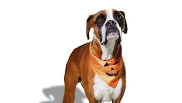 Petco Halloween dog toys and treats