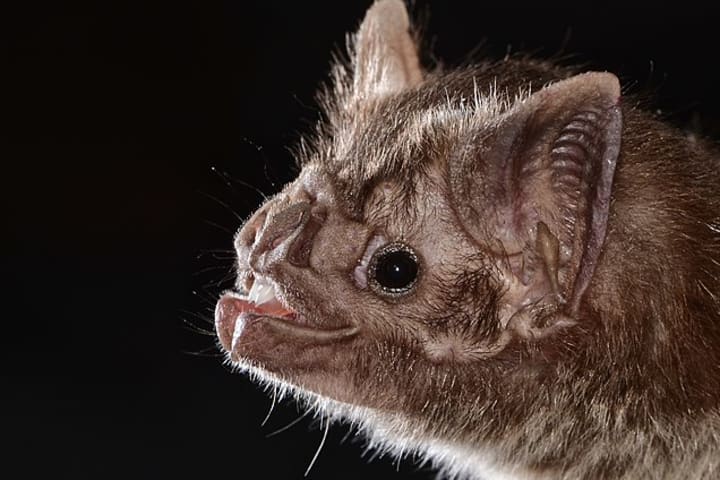 Close-up profile photo of an vampire bat on a black background
