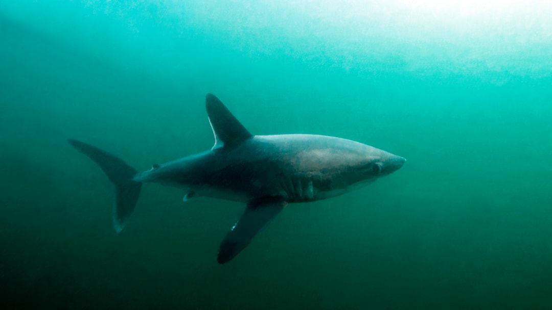 Porbeagle sharks can grow up to 12 feet long and can weigh around 500 pounds.