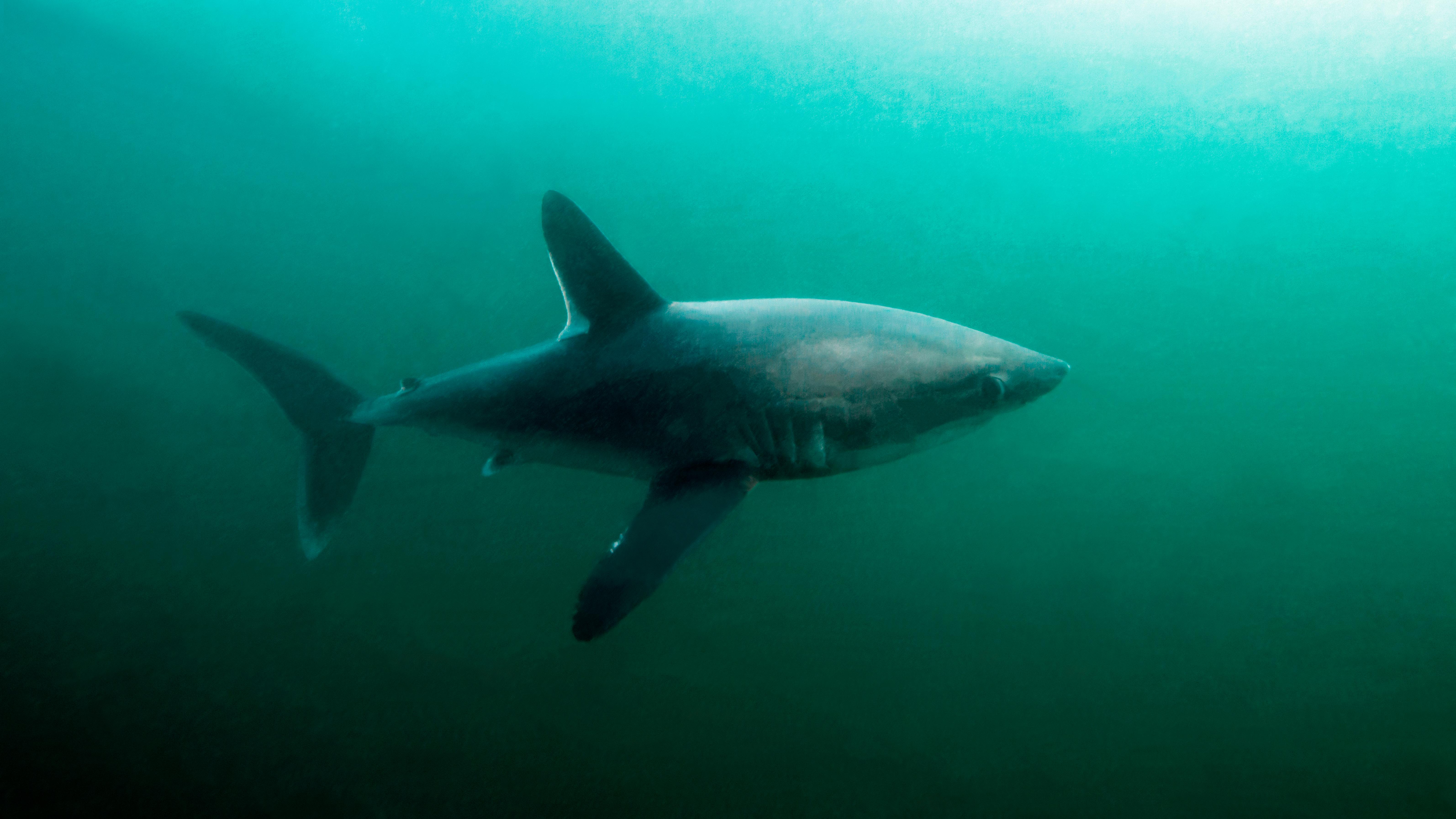 7-foot Shark Likely Eaten By Great White in First Documented Attack of Its Kind