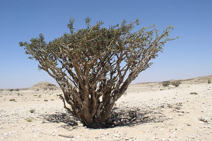A frankincense tree (‘Boswellia sacra’) in Oman.