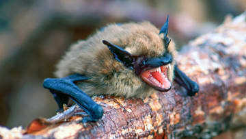 Little brown bats like this one are at risk from white nose syndrome.