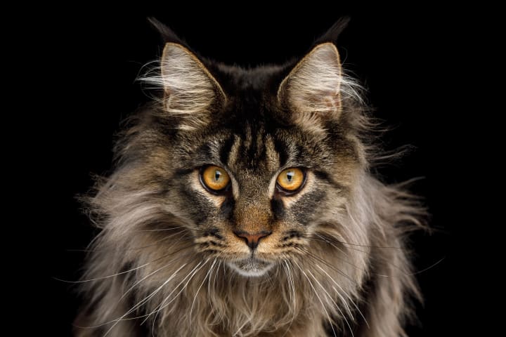 Close-up Portrait of Expression Maine Coon Cat Stare Isolated on Black Background, Front view