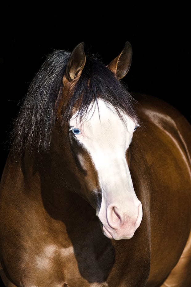 A bay stallion with a blaze face looking off in the distance.