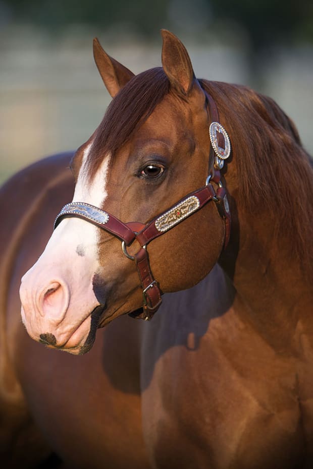 A beautiful sorrel stallion with a blaze face looking off in the distance.