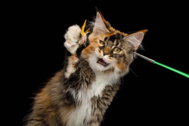 Portrait of Playful Red Maine Coon Cat catching toy his polydactyl paws on Isolated Black Background