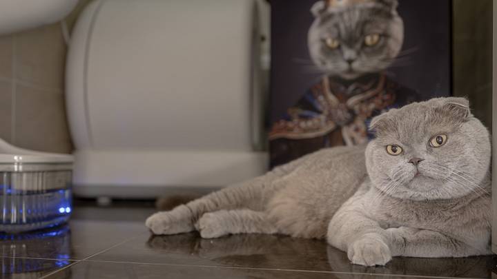 Cat in Bursa that narrowly escaped death goes snowboarding with owner