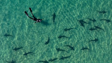 Leopard Sharks At La Jolla Shores In San Diego