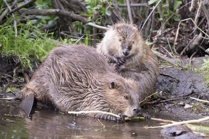 A pair of beavers on a stream bank.