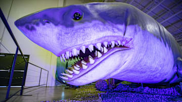 These jaws were made for chomping.