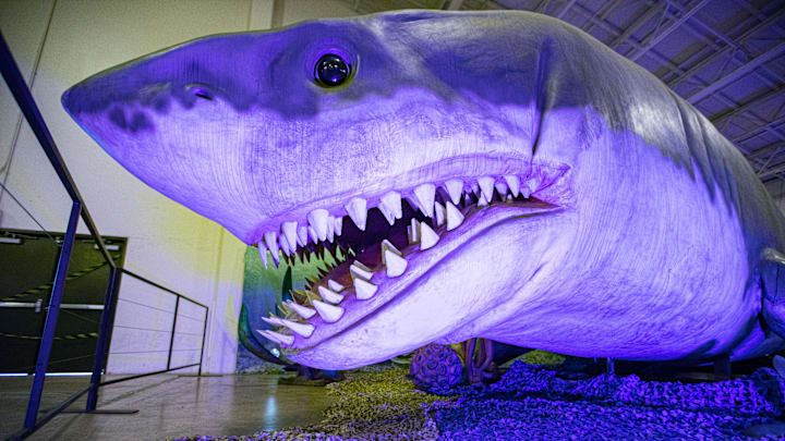 These jaws were made for chomping.