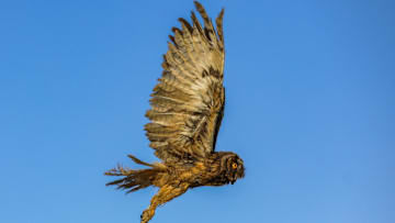Wild birds released back into nature after treatment in Turkiye's Van