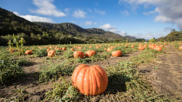 People Visit Bates Nut Farm Pumpkin Patch For Halloween Season