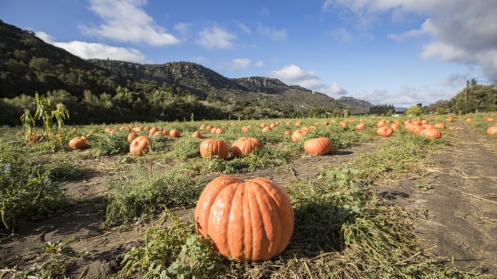 People Visit Bates Nut Farm Pumpkin Patch For Halloween Season