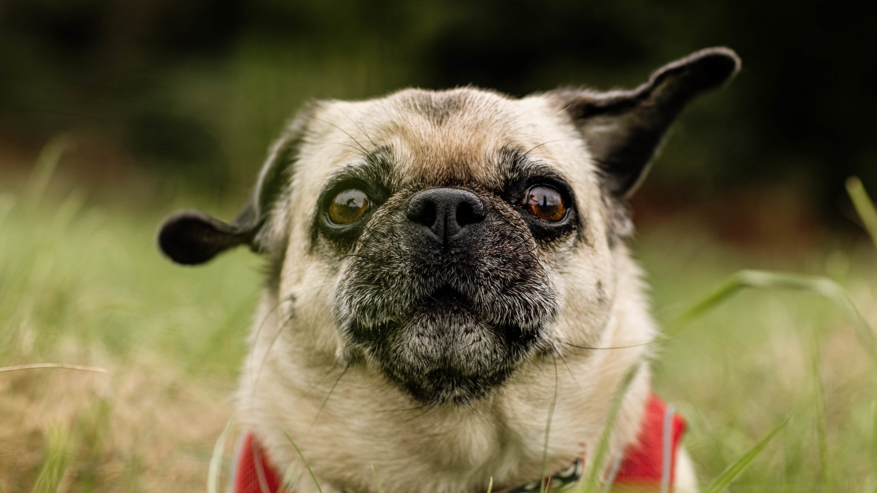 Can Dogs Get Poison Ivy?