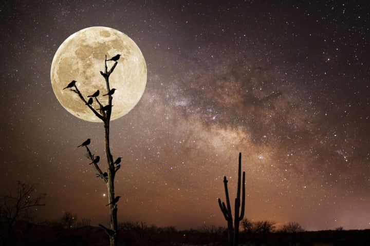 Birds in a dead tree at night against a full moon and the Milky Way