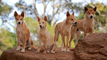 A pack of dingoes.