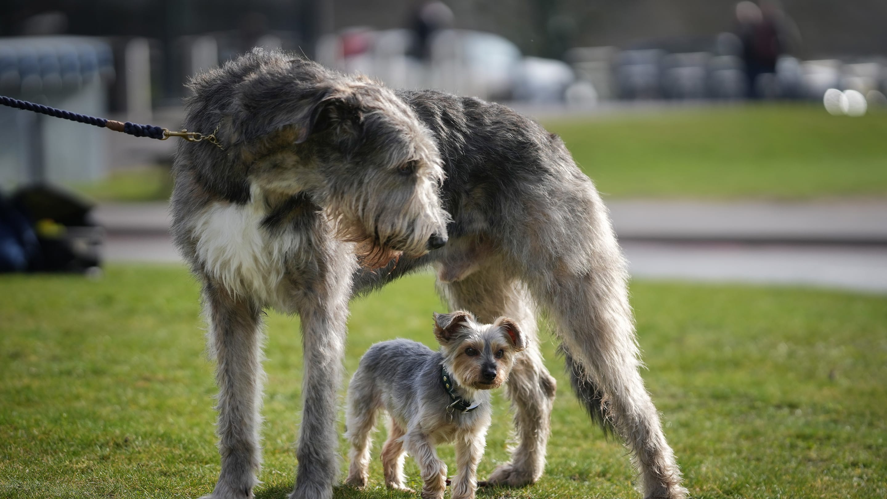 9 Dog Breeds at Risk of Disappearing