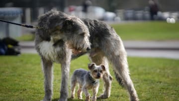 Irish wolfhound and puppy at Crufts 2024 dog show