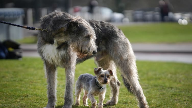 Irish wolfhound and puppy at Crufts 2024 dog show