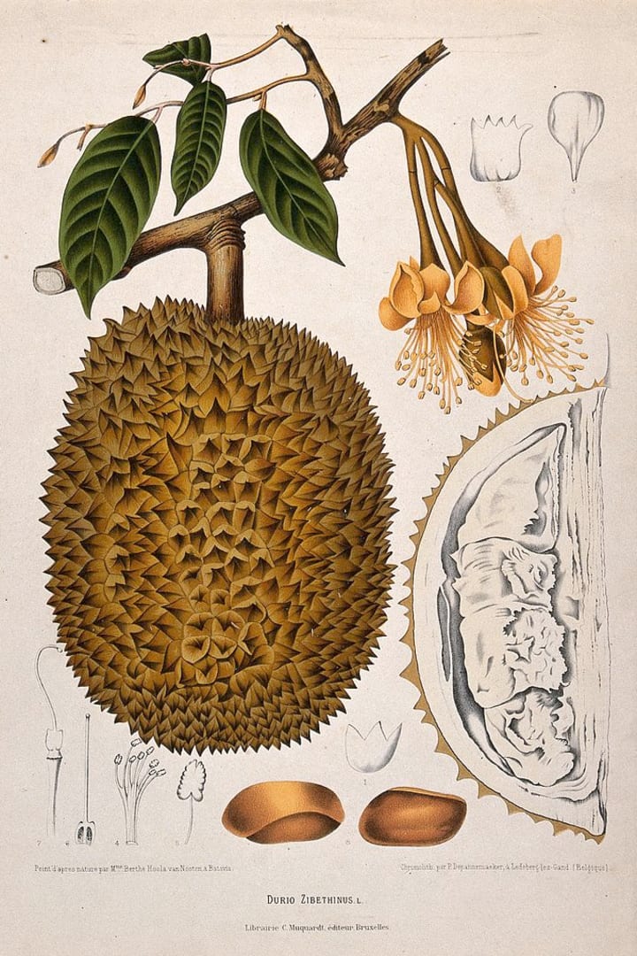 Botanical illustration of a durian fruit.