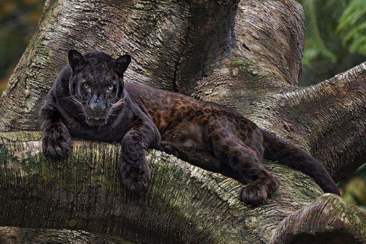 A black panther or leopard reclining on a tree trunk