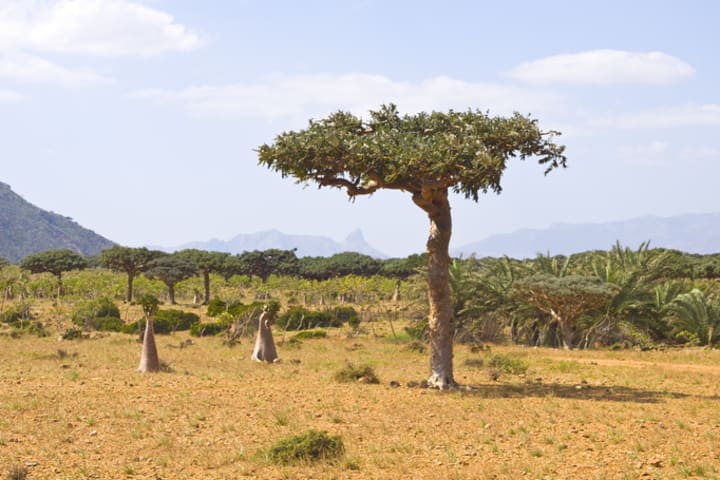 A myrrh tree (‘Commiphora myrrha’) in Yemen.