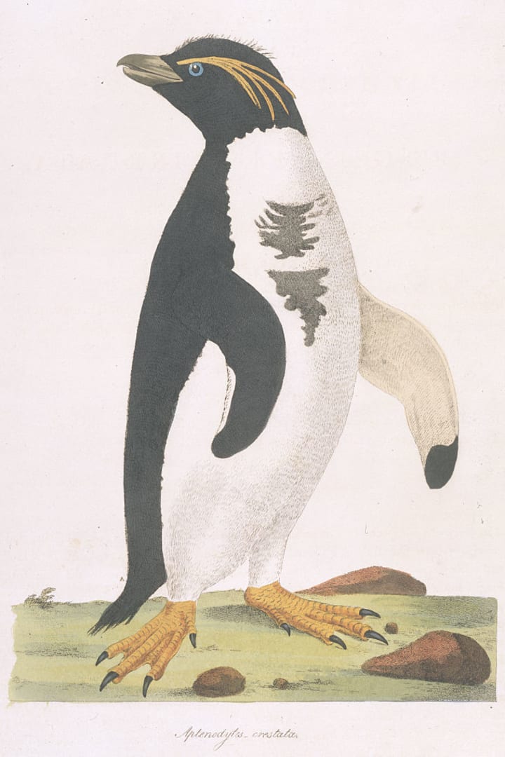 Fiordland Penguin by John Frederick Miller