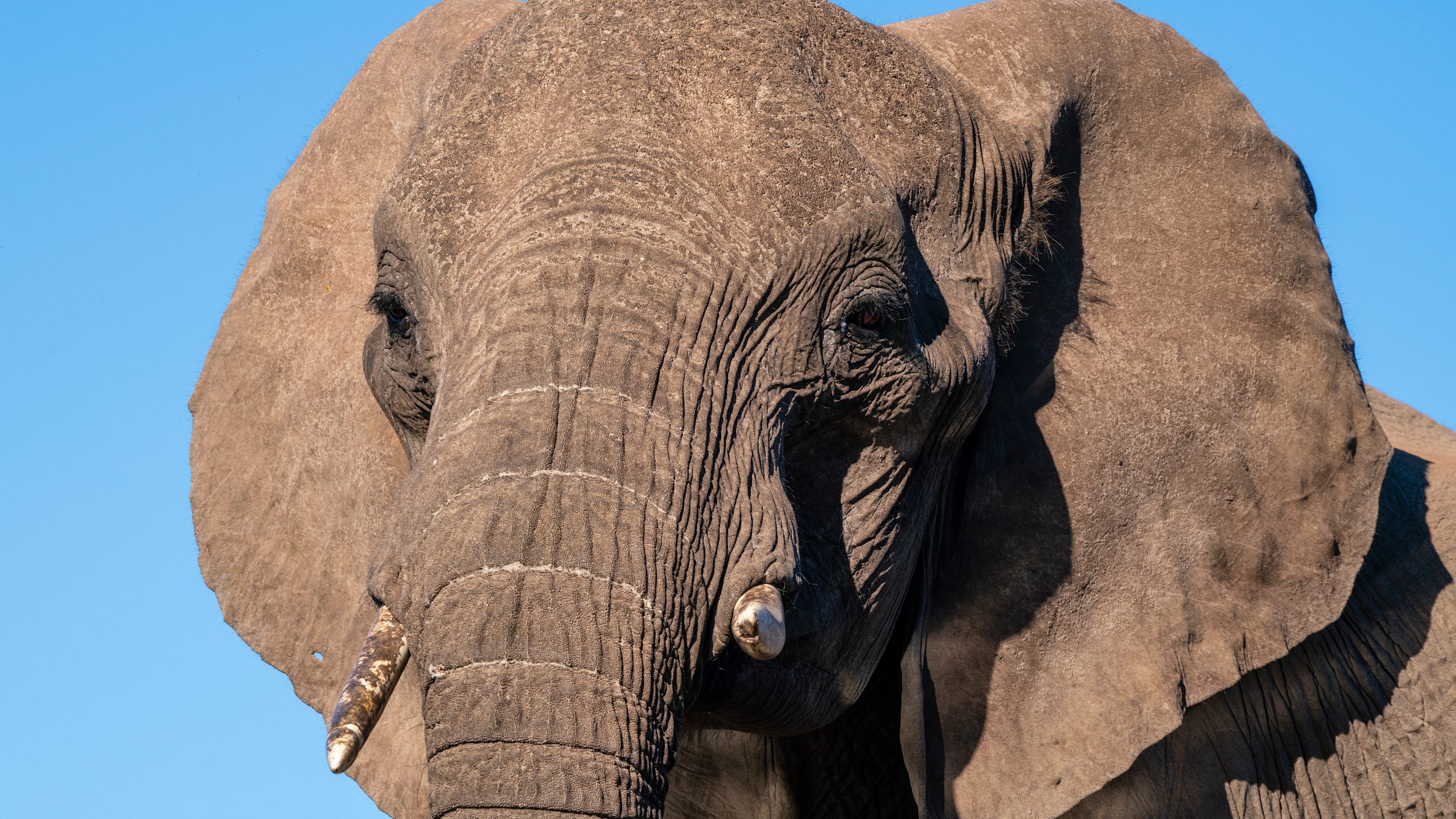 7 of History’s Most Bizarre Deaths Involving Elephants