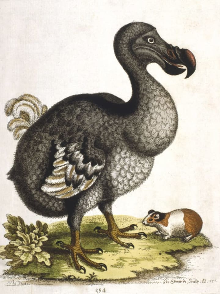 An illustration of the dodo.