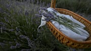 Lavender garden in the Turkiye's Ankara