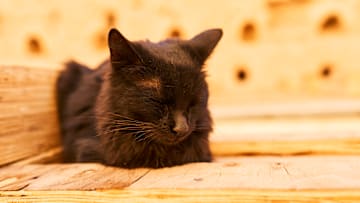 Cats become royalty at the Shanghai Museum.