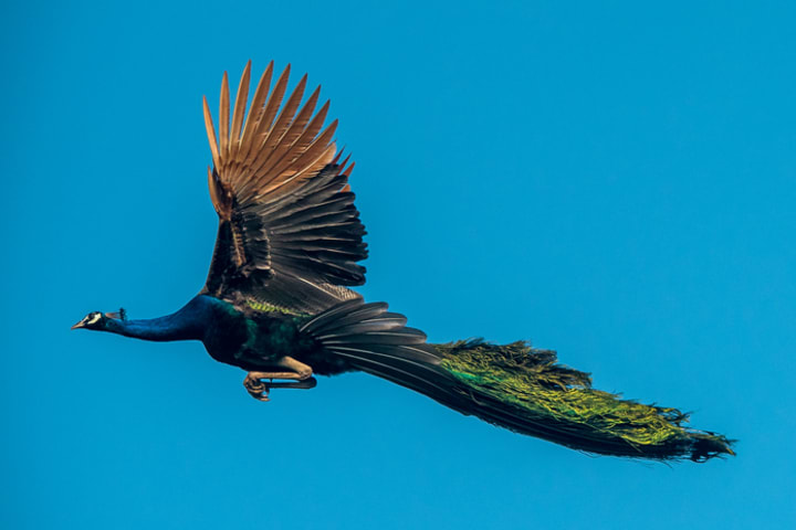 A peacock in flight against a blue sky
