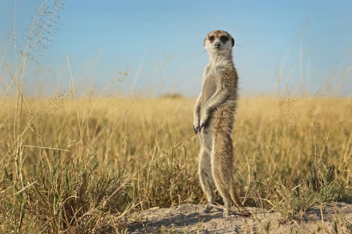 A meerkat on the lookout.