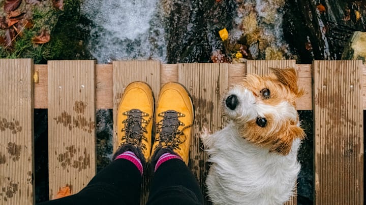 What dog wouldn't love a crisp, autumn hike?
