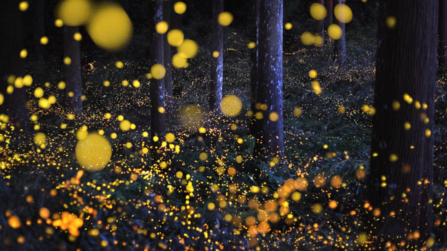 Watch: A Gorgeous Sea of Fireflies Synchronizes With LED Lights - Vimarsana News