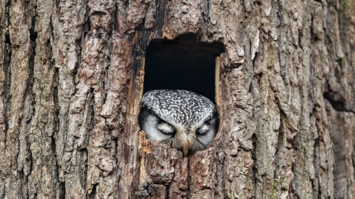 A northern hawk owl snoozes in a tree cavity.