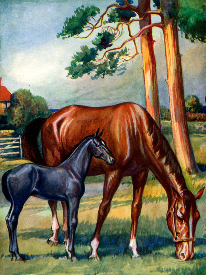 A young Black Beauty with his dam.