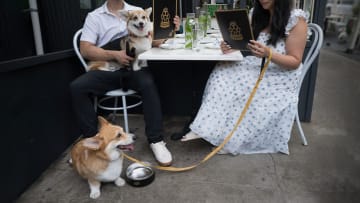 First-ever CESAR Restaurant Weekend for pet parents and dogs launches in NYC this weekend (Aug. 16-17.) Image Credit to The CESAR brand. 