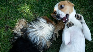 Pet hotel occupancy reaches 100 percent during the holiday season