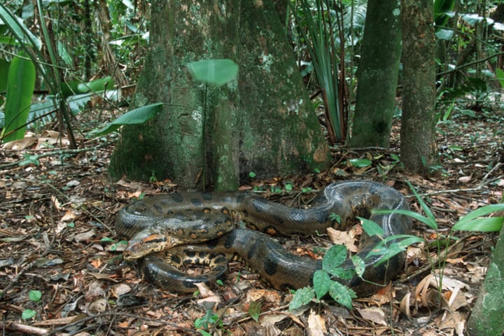 An anaconda on the forest floor.