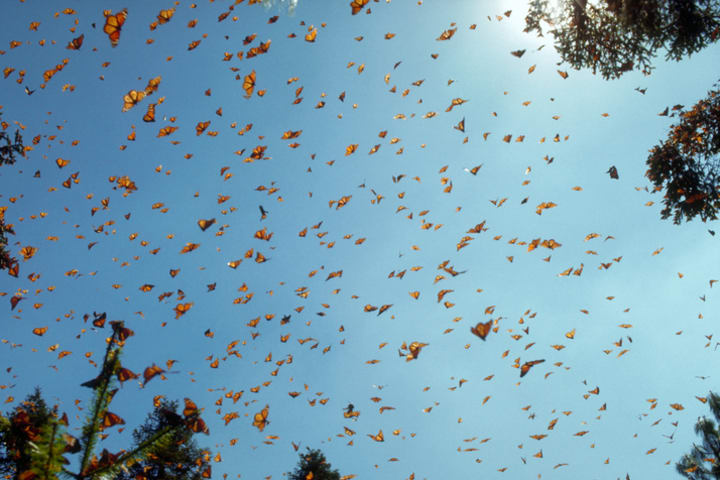A kaleidoscope of monarch butterflies.