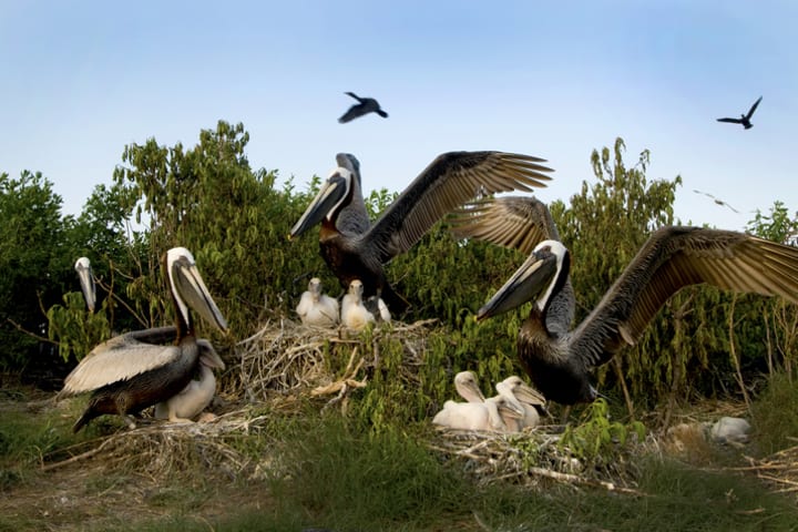 A pod of brown pelicans.