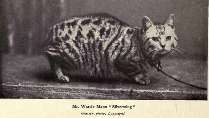 A 1902 photo of a prize-winning Manx. 