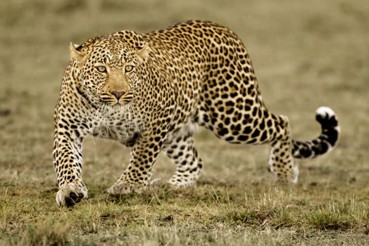 A leopard on a savanna stalking prey