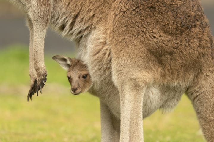 A Western gray kangaroo joey in a mama kangaroo’s pouch.