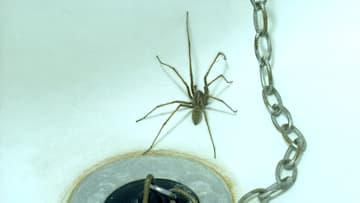 Resist the urge to smash this eight-legged fren.